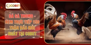 Đá Gà Thomo - Xem Trực Tiếp 150 Trận Đấu Mỗi Ngày Tại COBET