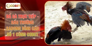Đá Gà Trực Tiếp - Đấu Trường Sabong Đỉnh Cao Số 1 Cùng COBET