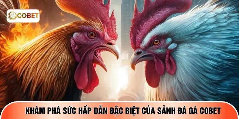 Khám phá sức hấp dẫn đặc biệt của sảnh đá gà COBET