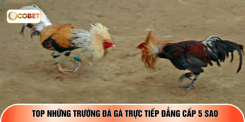 Top những trường đá gà trực tiếp đẳng cấp 5 sao